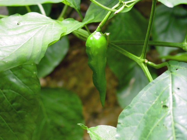 Capsicum annuum, Pepper — upright deciduous (Solanaceae) (image 1 of 10)