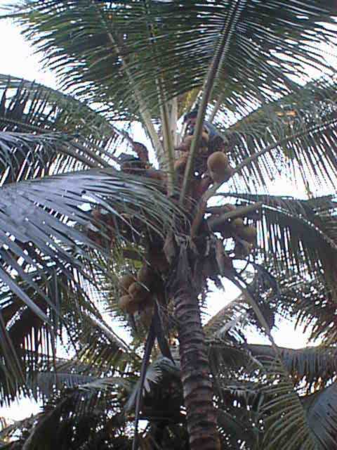 Cocos nucifera (Coconut Palm) (alternate view 3)