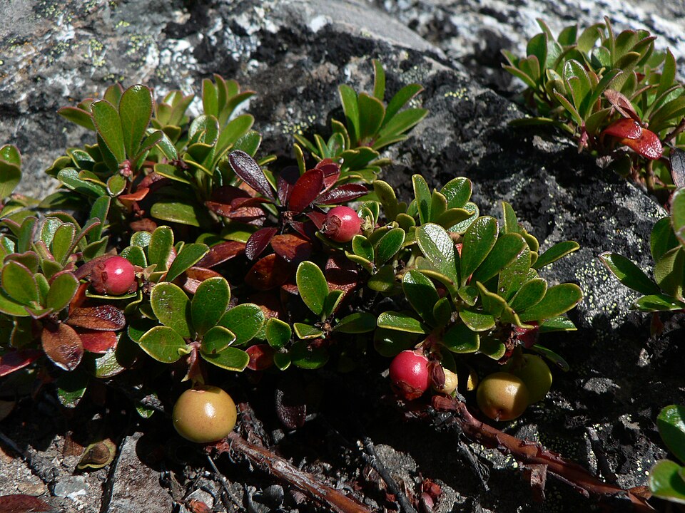 Arctostaphylos uva-ursi (kinnikinnick) (alternate view 6)
