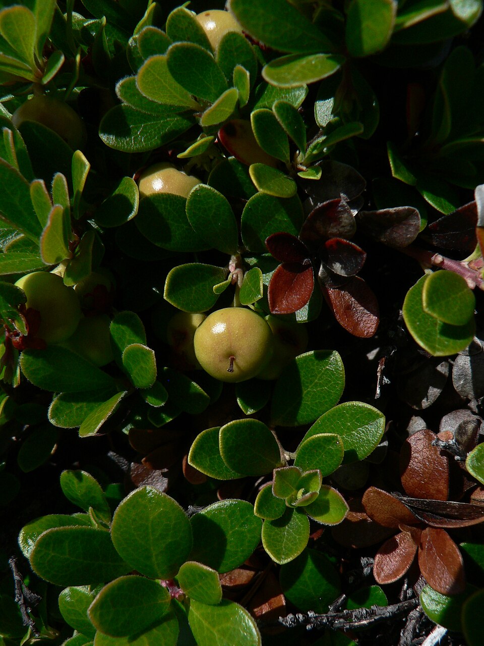 Arctostaphylos uva-ursi (kinnikinnick) (alternate view 7)