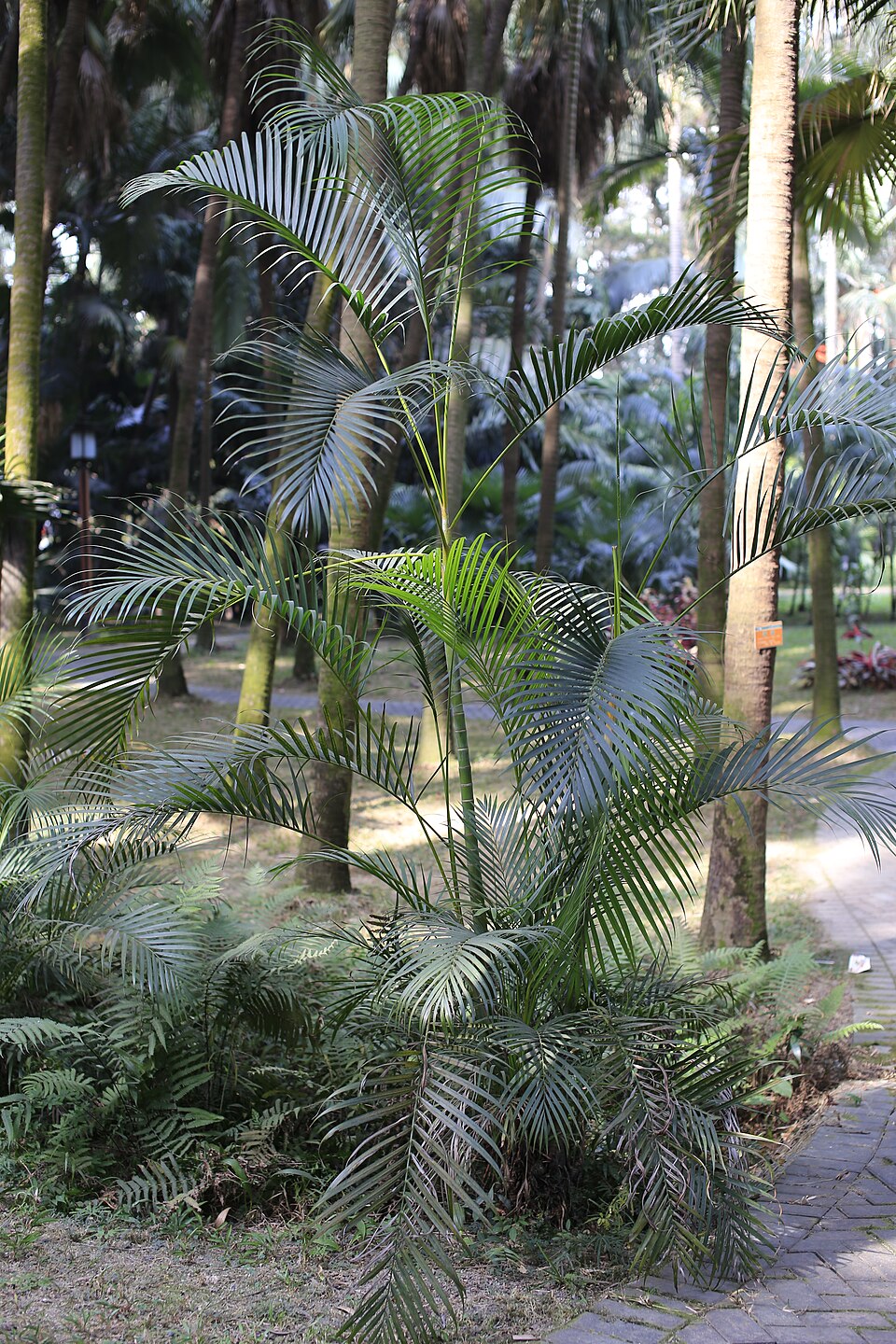 Dypsis lutescens (Areca Palm)