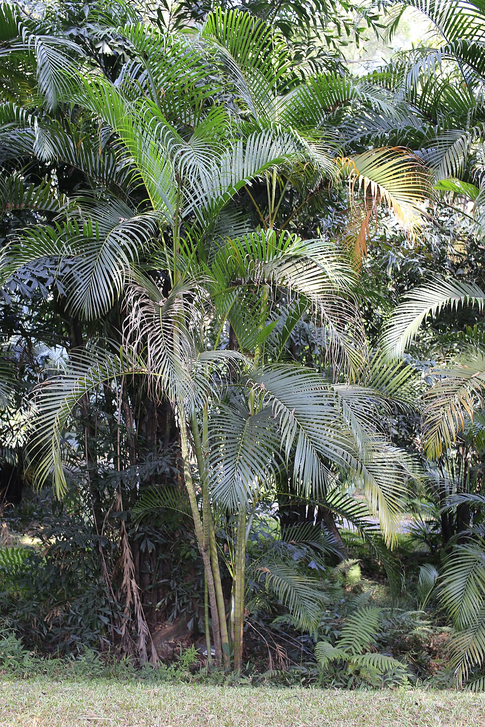 Dypsis lutescens (Areca Palm)