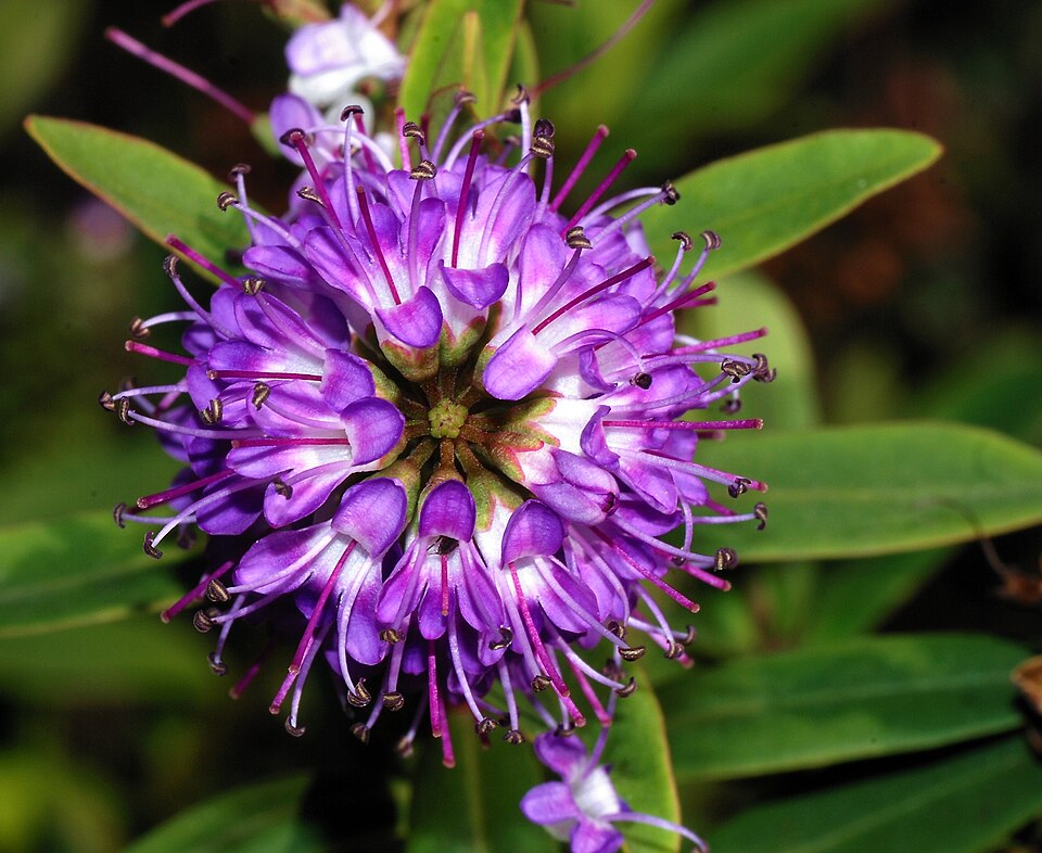 Veronica × franciscana (Hedge Veronica) (alternate view 5)