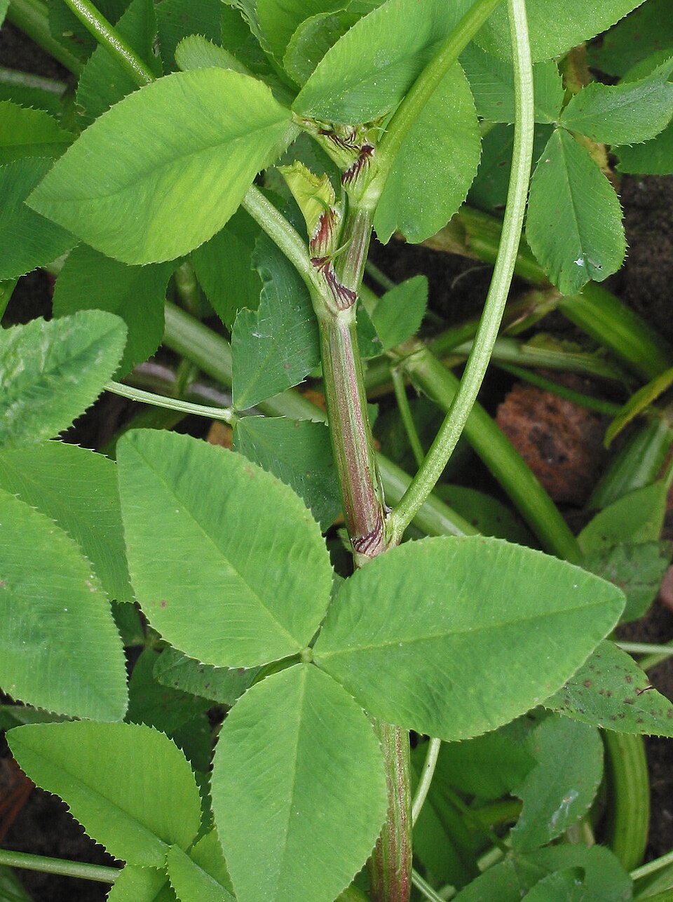 Trifolium hybridum (Alsike clover)