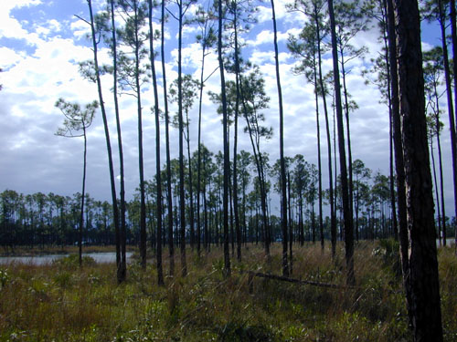 Pinus elliottii (slash pine) (alternate view 6)