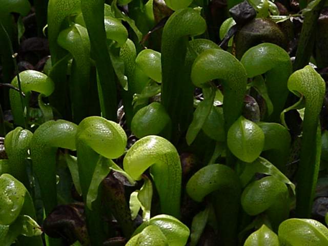 Darlingtonia californica (California pitcher plant) (alternate view 7)