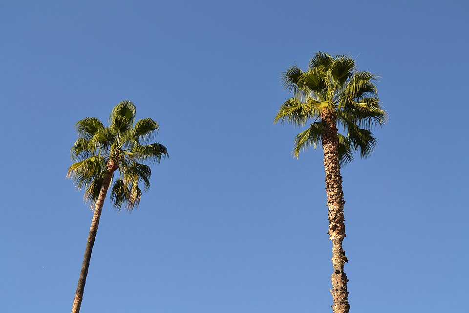 Washingtonia (Fan Palms)