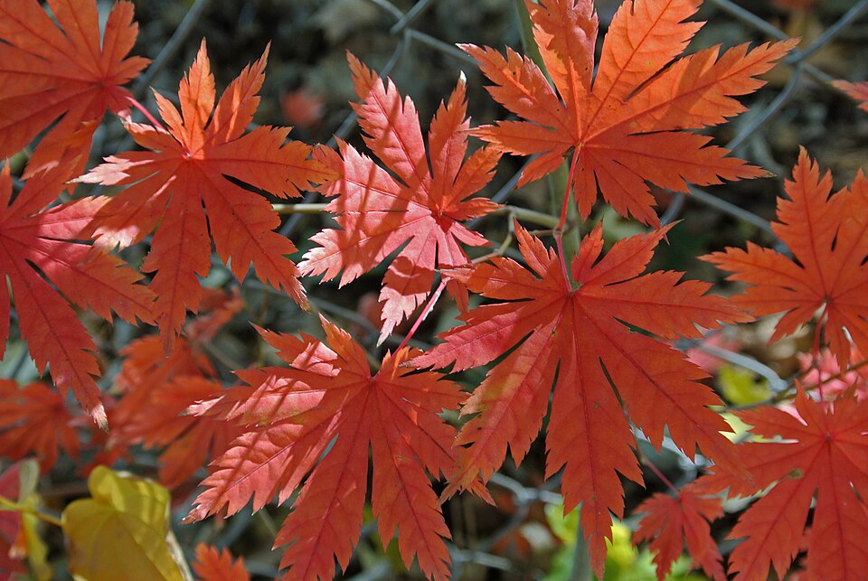 Acer pseudosieboldianum (Korean Maple) (alternate view 10)