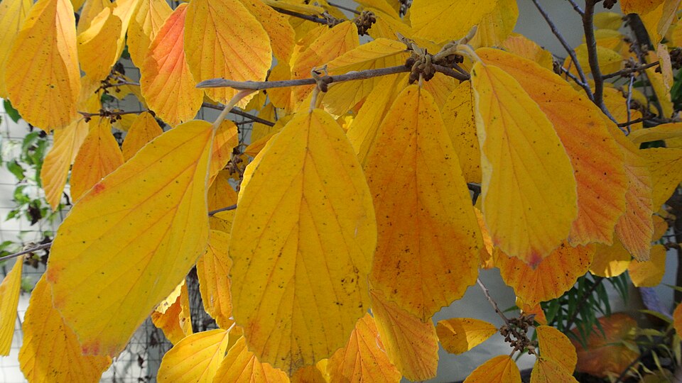 Hamamelis × intermedia 'Arnold Promise' (Arnold Promise Witch Hazel) (alternate view 4)