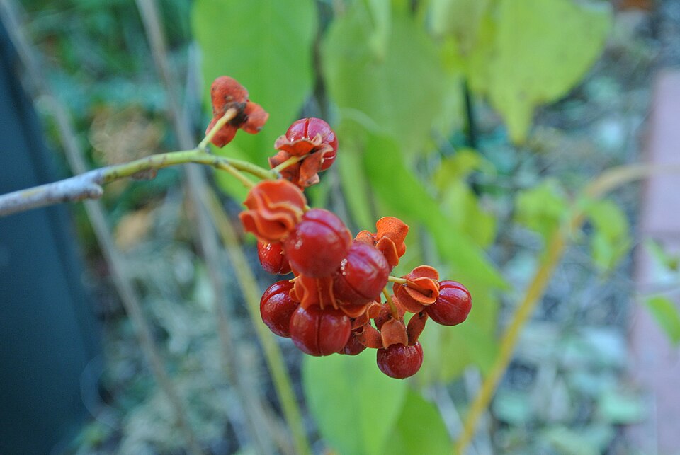 Celastrus scandens (American bittersweet) (alternate view 4)