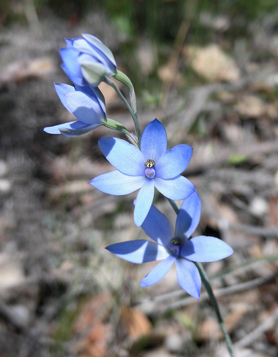 Thelymitra crinita (Blue Lady Orchid) (alternate view 6)