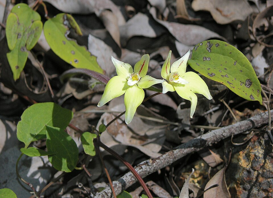 Caladenia flava (Cowslip Orchid) (alternate view 3)