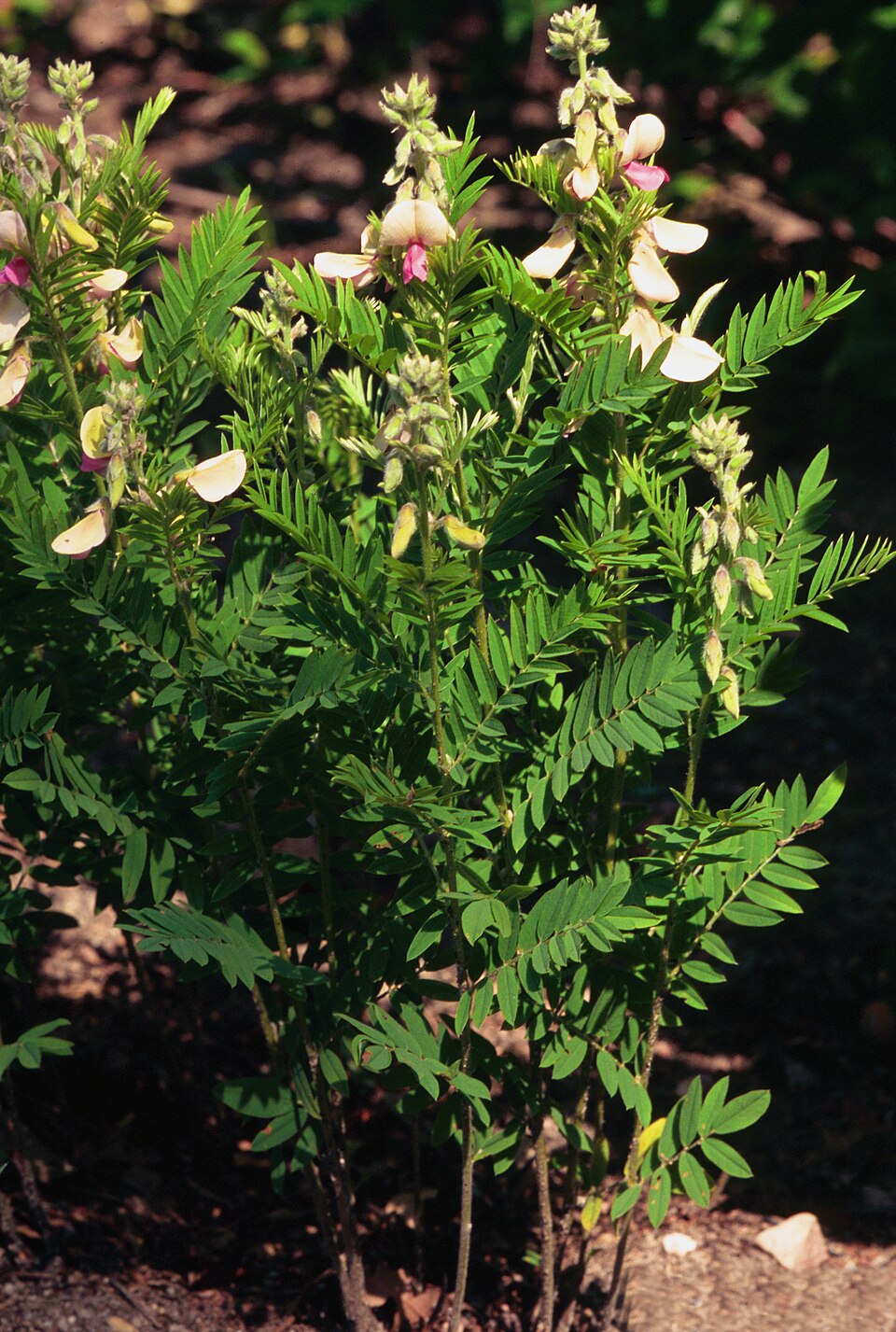 Tephrosia virginiana (goat's rue)