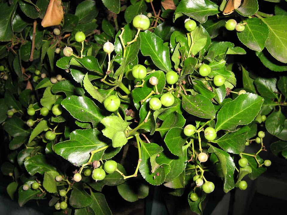 Euonymus japonicus (Japanese Euonymus) (alternate view 9)