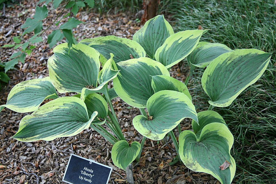 Hosta × 'Liberty' (Liberty Hosta)