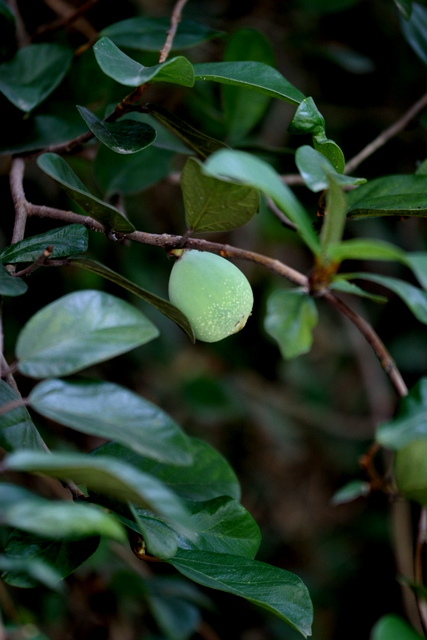 Ficus pumila, Creeping fig — climbing evergreen (Moraceae) (image 1 of 10)