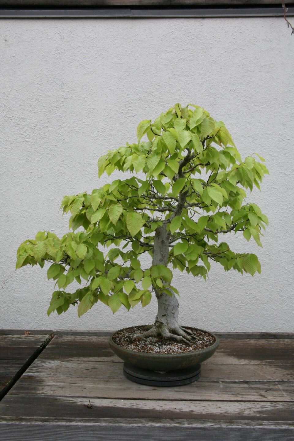 Fagus grandifolia (American Beech) (alternate view 8)