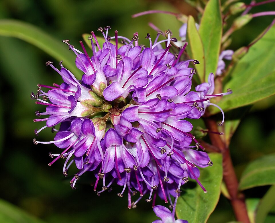 Veronica × franciscana (Hedge Veronica) (alternate view 8)