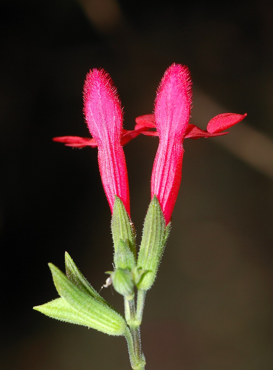 Salvia microphylla (Baby Sage)