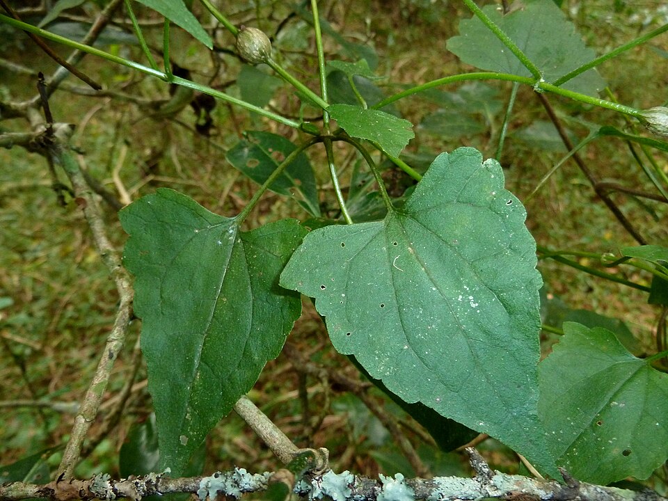 Dioscorea bulbifera (air potato) (alternate view 8)