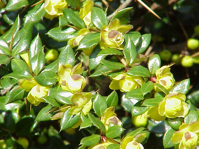Berberis verruculosa (Warty barberry) (alternate view 7)