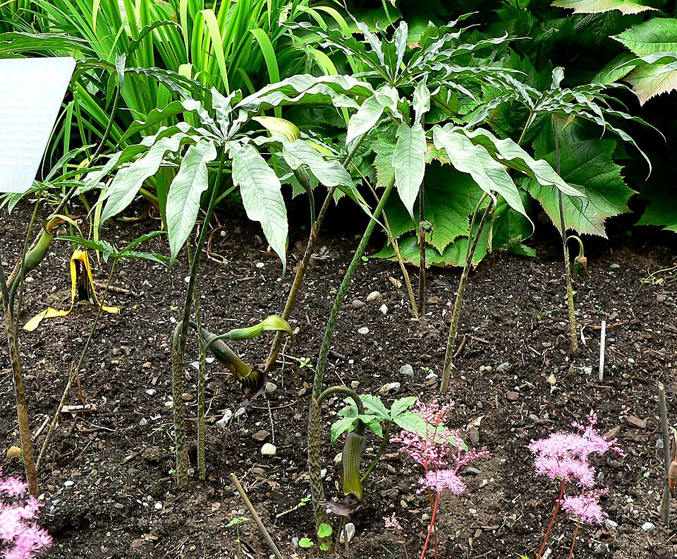 Arisaema consanguineum (Cobra Lily) (alternate view 6)