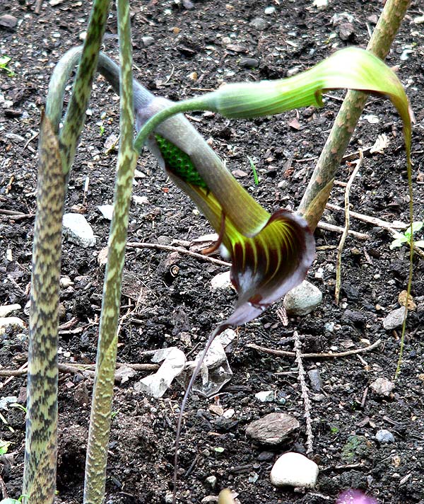 Arisaema consanguineum (Cobra Lily) (alternate view 7)