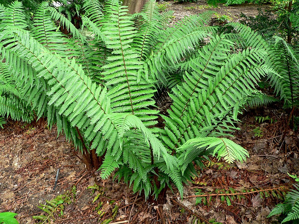 Dryopteris wallichiana (Wallich's Wood Fern)