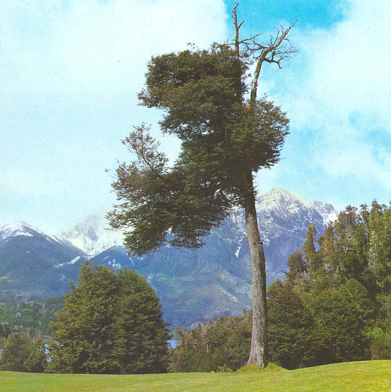 Nothofagus dombeyi (Dombey's Southern Beech)