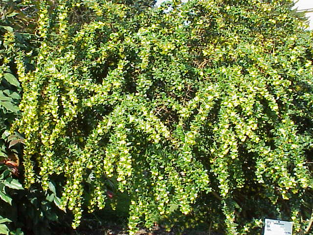 Berberis verruculosa (Warty barberry) (alternate view 8)