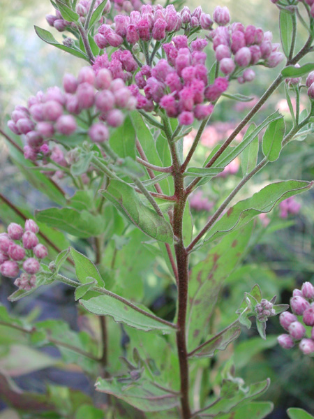 Pluchea odorata (marsh fleabane) (alternate view 6)