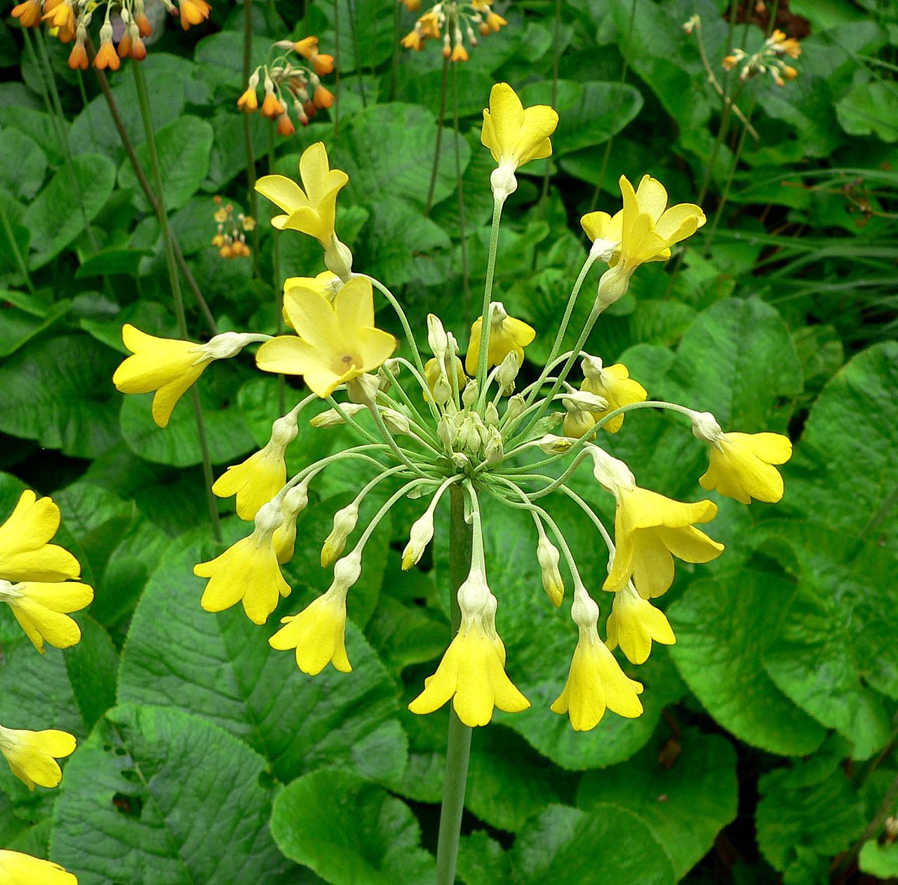 Primula florindae (Giant Cowslip)