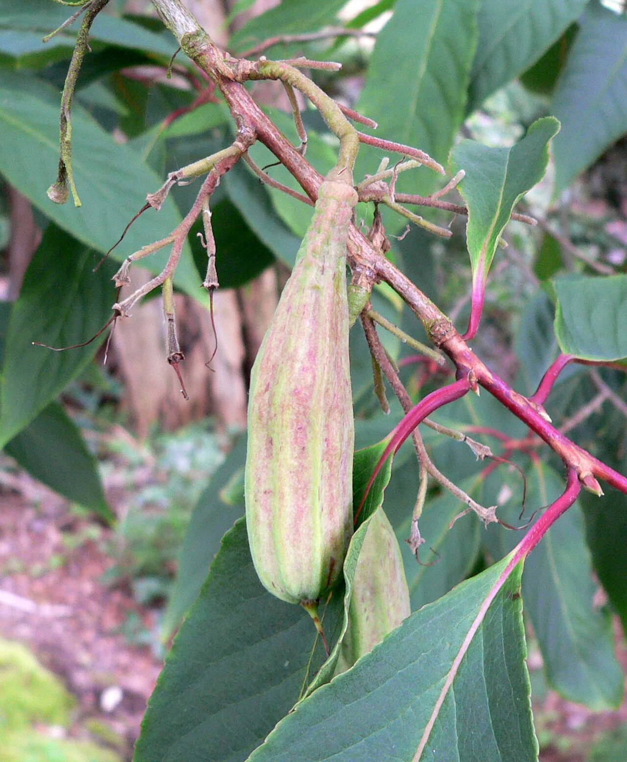 Rehderodendron macrocarpum (Large-fruited Rehderodendron)