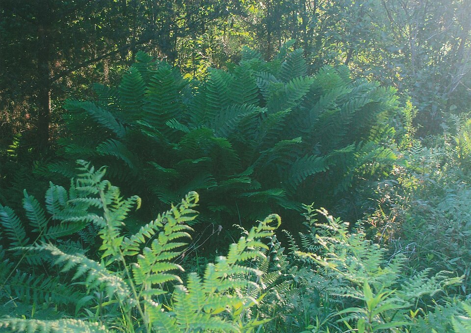 Osmunda claytoniana (interrupted fern)