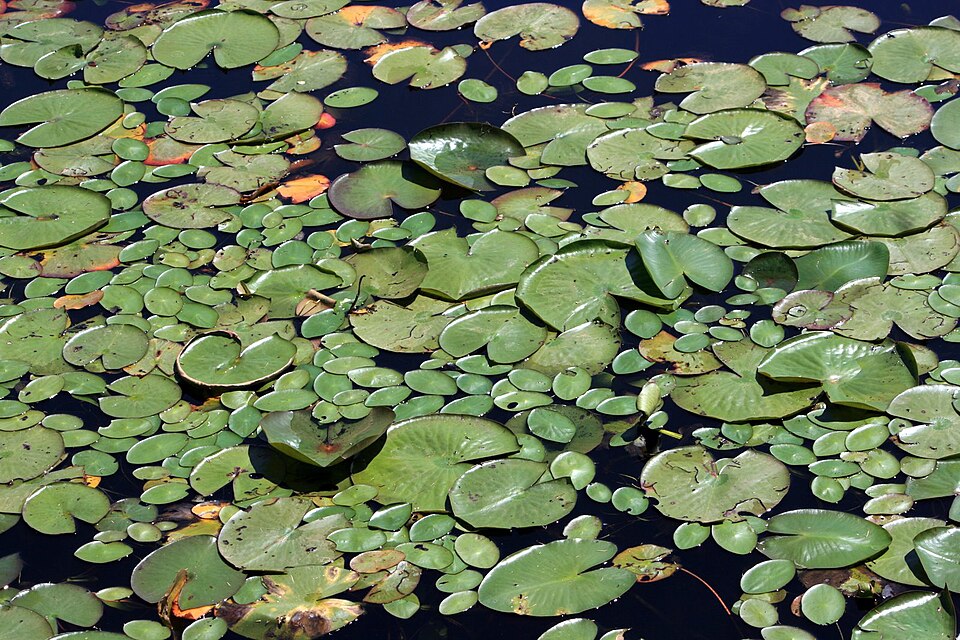 Brasenia schreberi (Watershield) (alternate view 6)