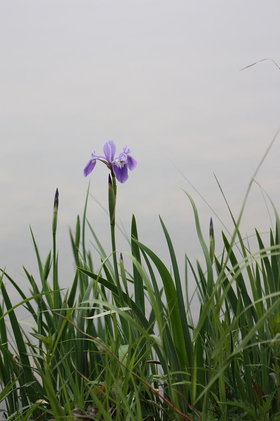 Iris versicolor (northern blue flag)