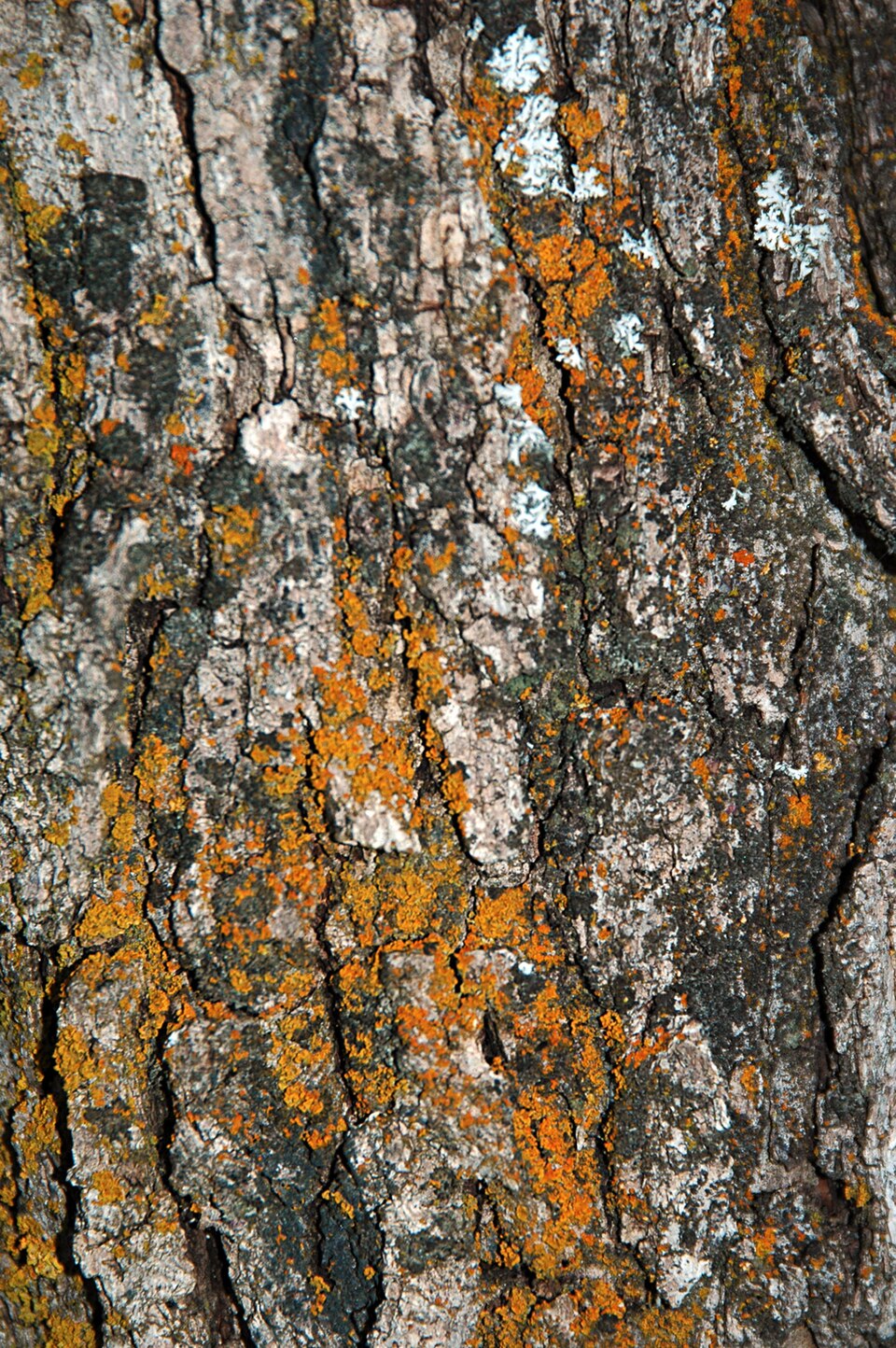 Quercus gambelii (Gambel Oak) (alternate view 7)