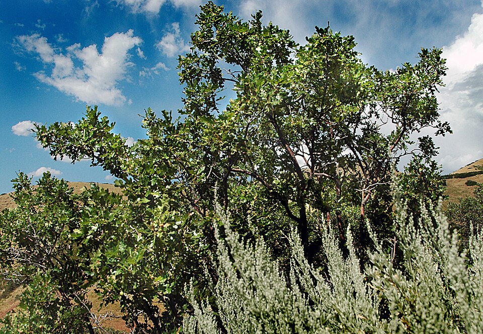 Quercus gambelii (Gambel Oak) (alternate view 8)