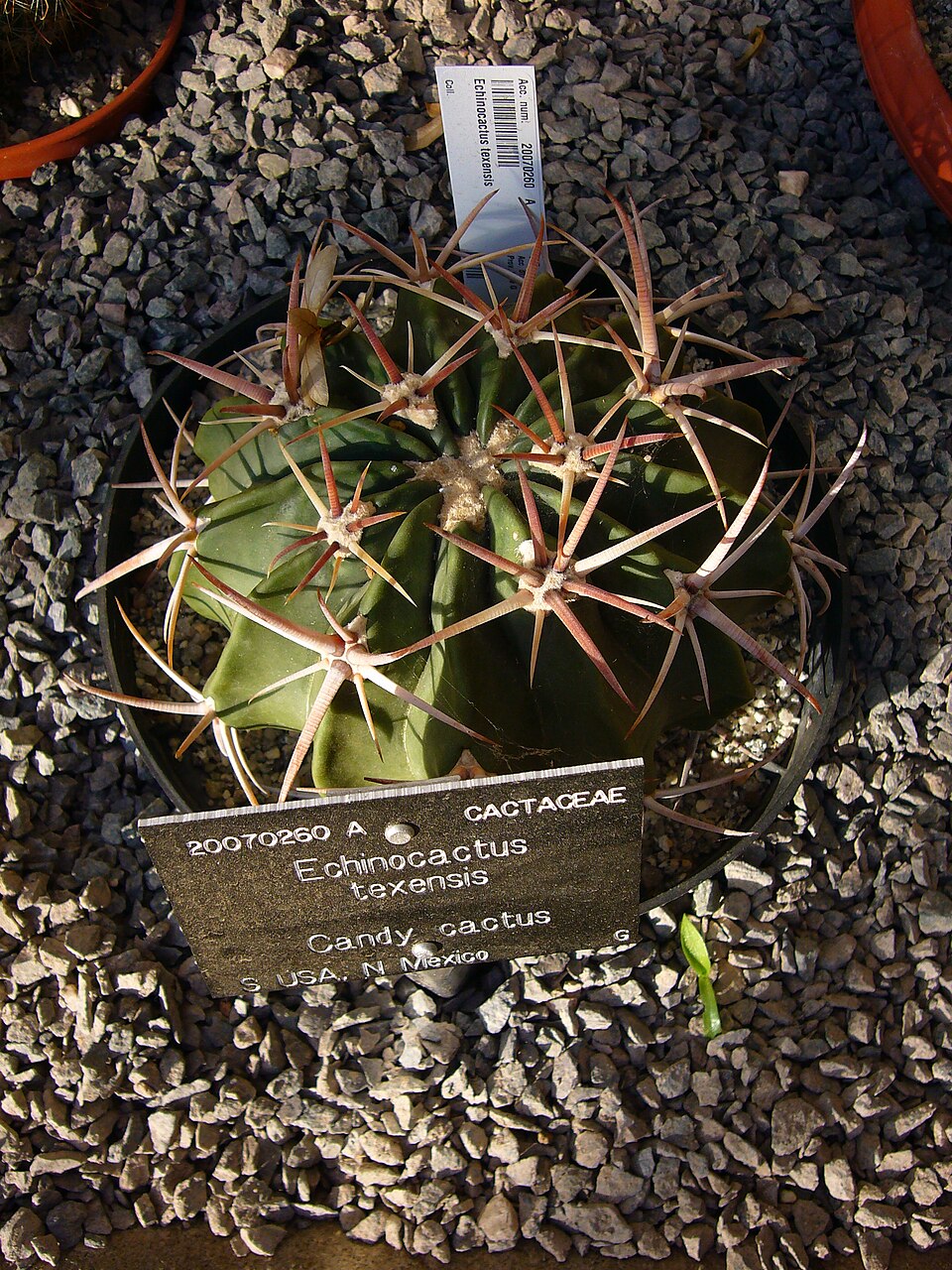Homalocephala texensis (Horse Crippler Cactus) (alternate view 5)