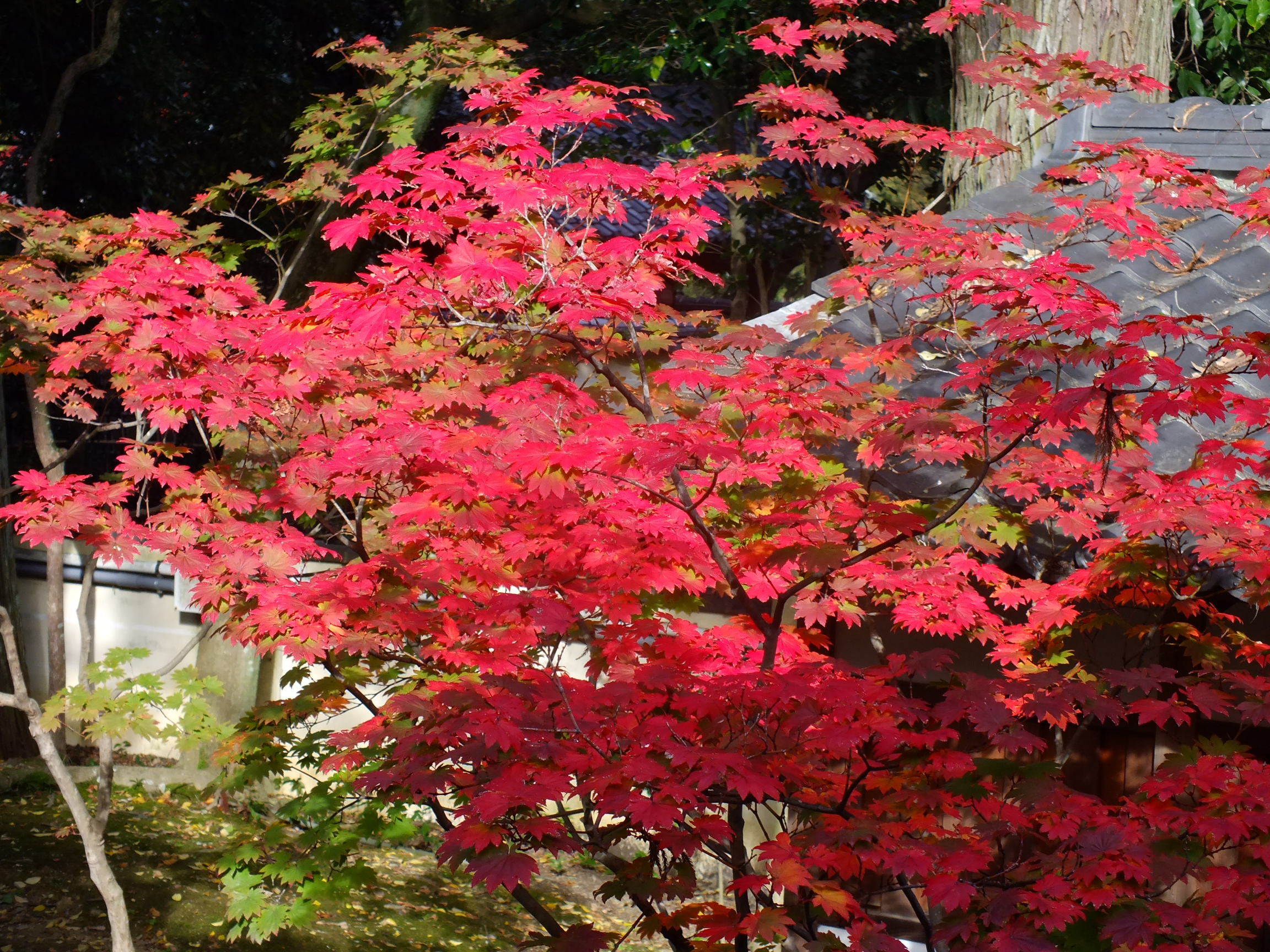 Acer japonicum, Fullmoon maple — spreading deciduous (Sapindaceae) (image 4 of 5)