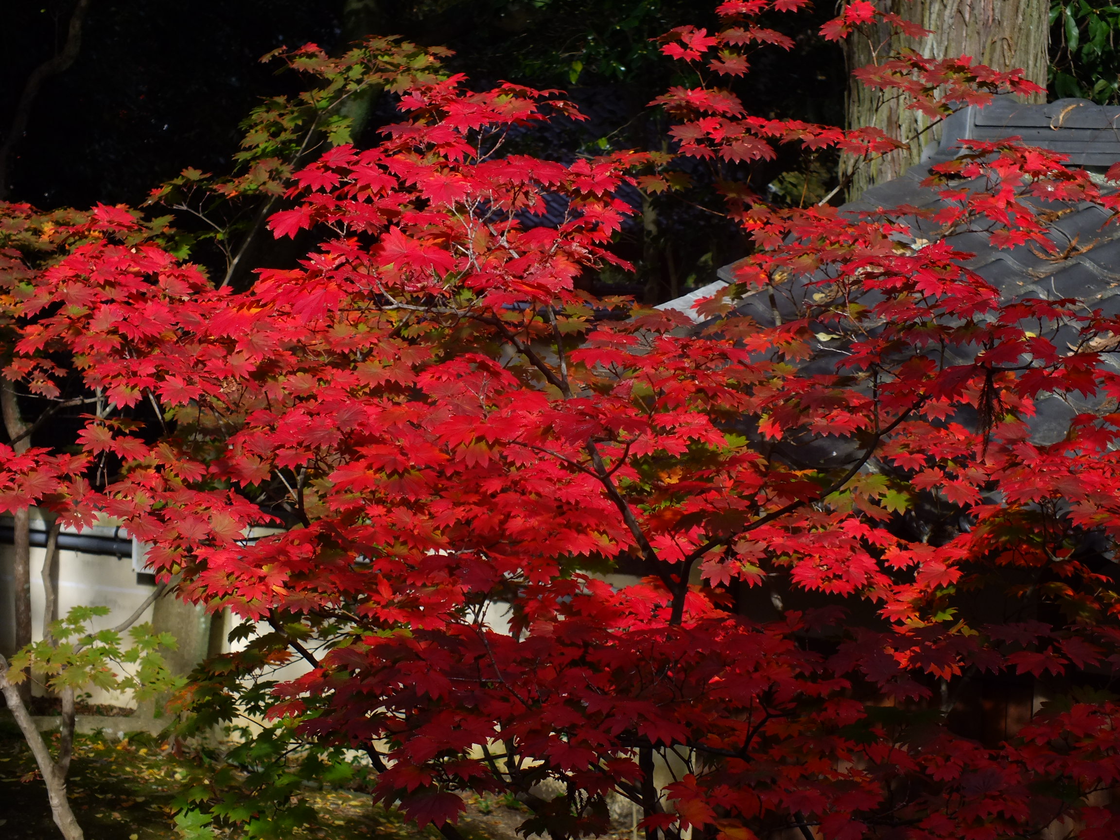 Acer japonicum, Fullmoon maple — spreading deciduous (Sapindaceae) (image 5 of 5)