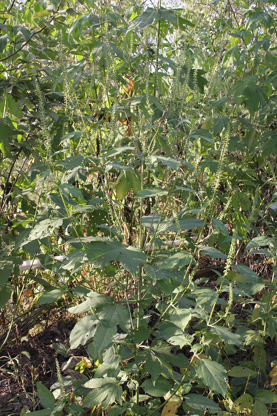 Ambrosia trifida (giant ragweed)