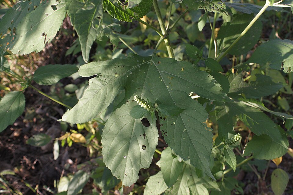 Ambrosia trifida (giant ragweed)