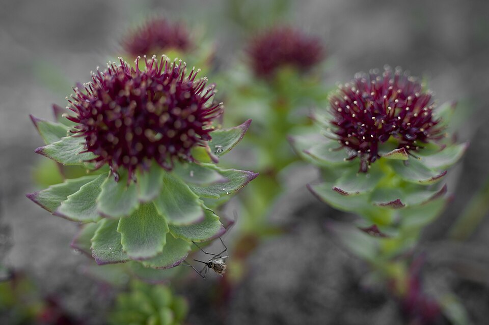 Rhodiola integrifolia (western roseroot) (alternate view 9)