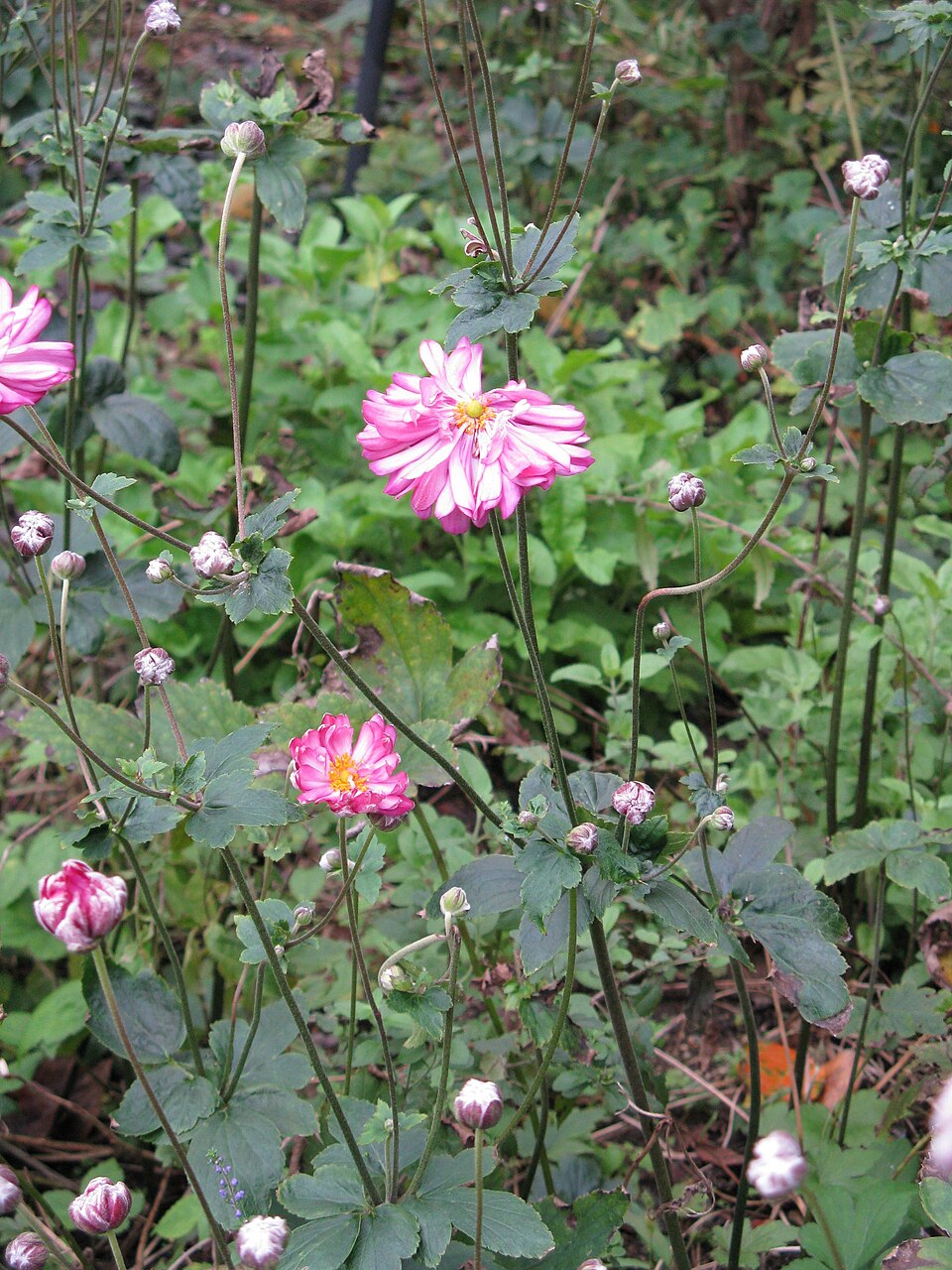 Anemone x hybrida (Japanese anemone) (alternate view 3)