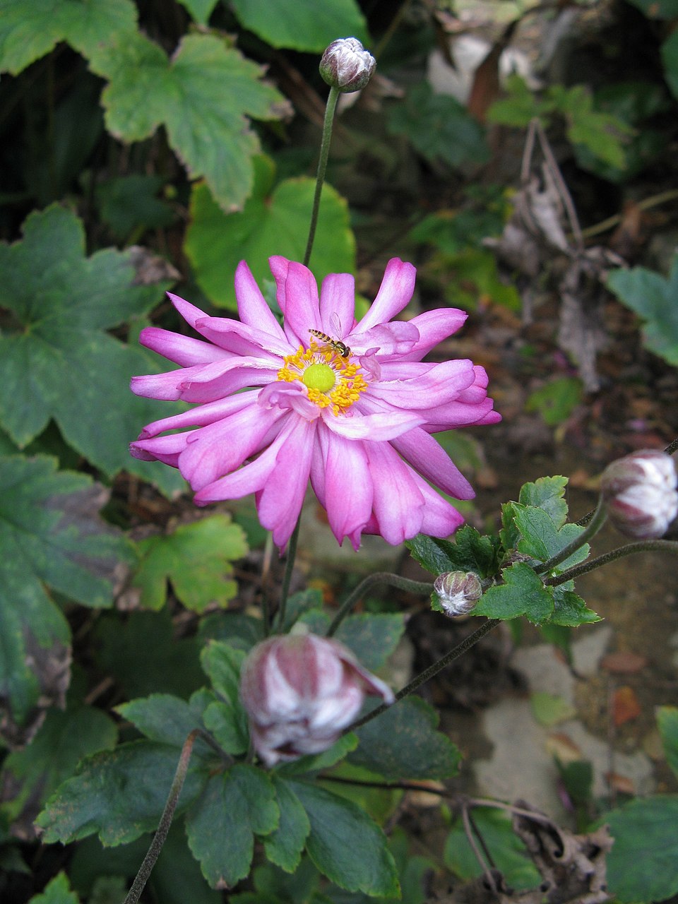 Anemone x hybrida (Japanese anemone) (alternate view 4)