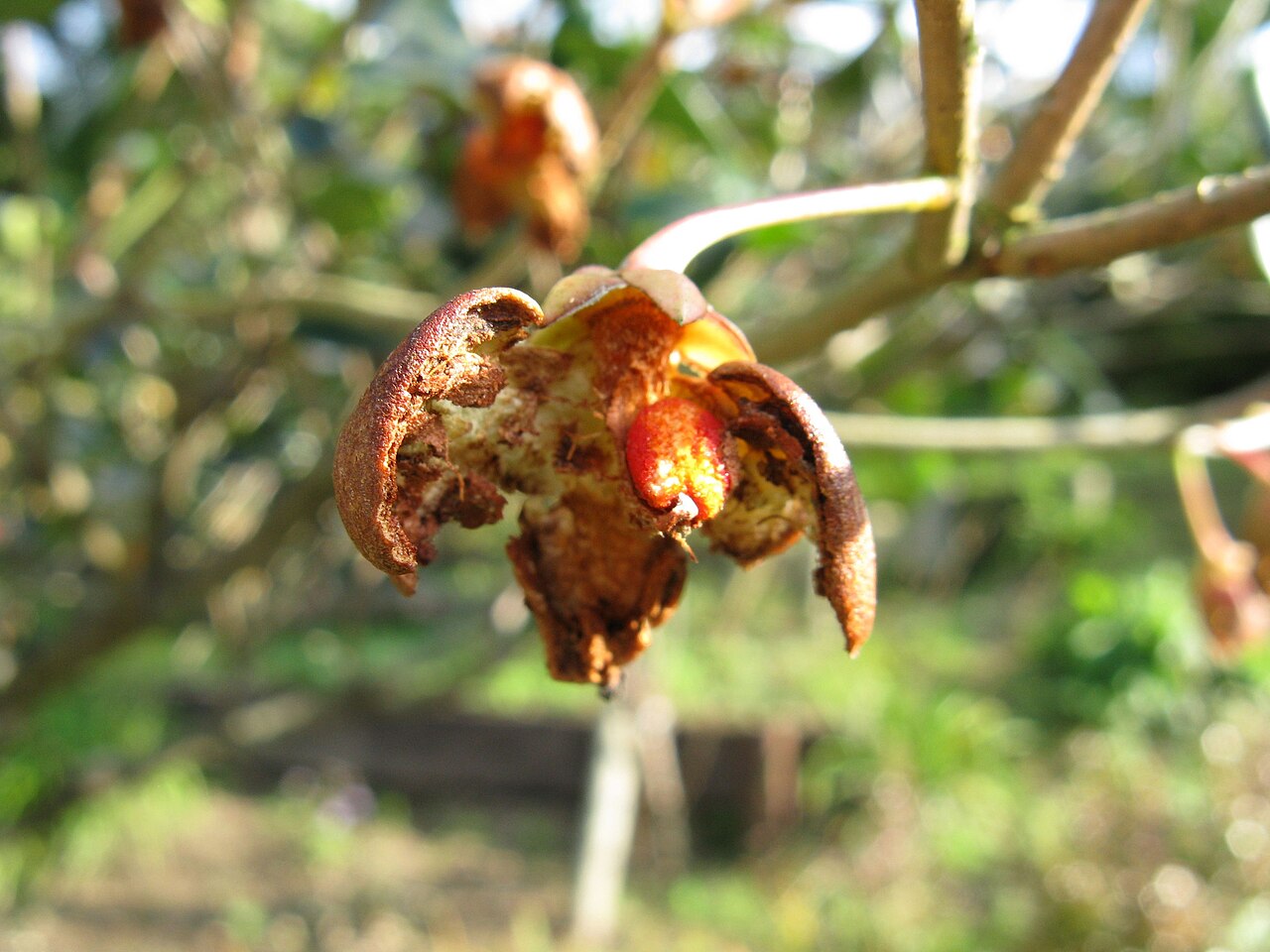 Ternstroemia gymnanthera, Japanese cleyera — upright evergreen (Pentaphylacaceae) (image 6 of 10)
