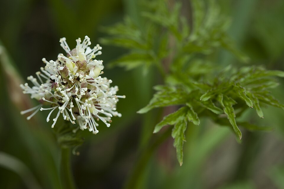 Actaea rubra (red baneberry)
