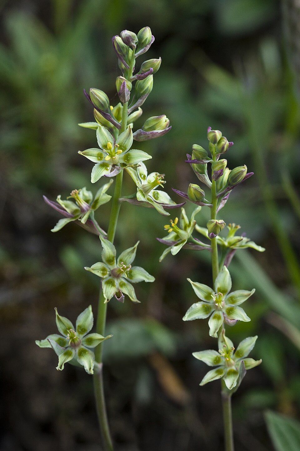 Anticlea elegans (Mountain Deathcamas) (alternate view 9)