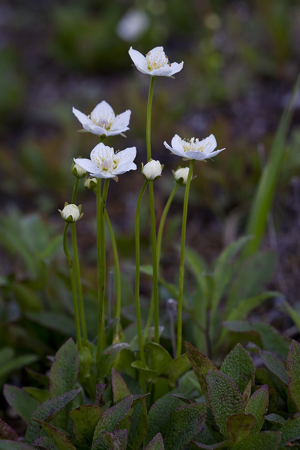 Parnassia palustris (marsh grass-of-Parnassus)